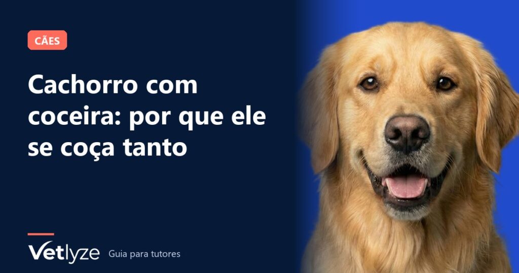 Cachorro com coceira: por que ele se coça tanto