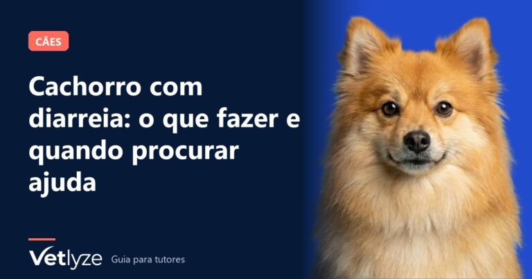 Cachorro com diarreia: o que fazer e quando procurar ajuda