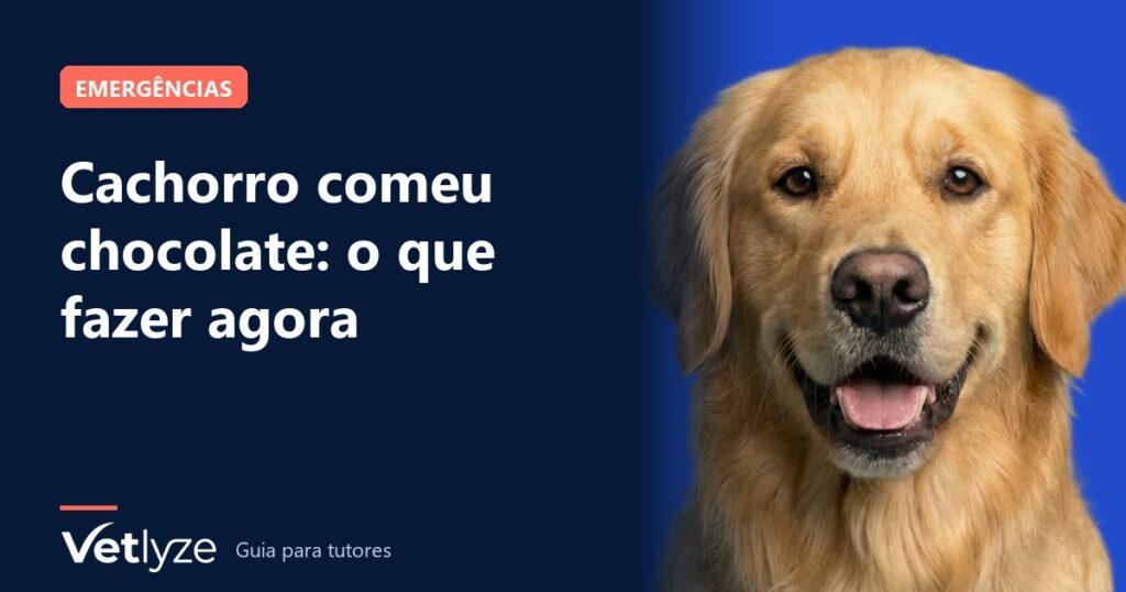 Cachorro comeu chocolate: o que fazer agora