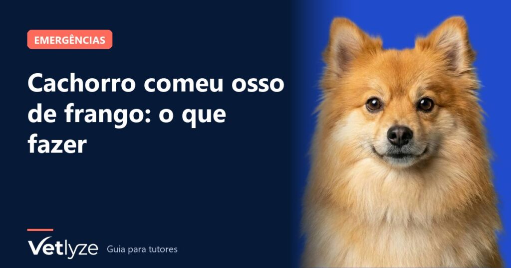 Cachorro comeu osso de frango: o que fazer