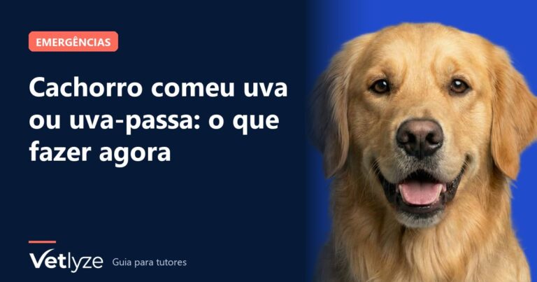 Cachorro comeu uva ou uva-passa: o que fazer agora