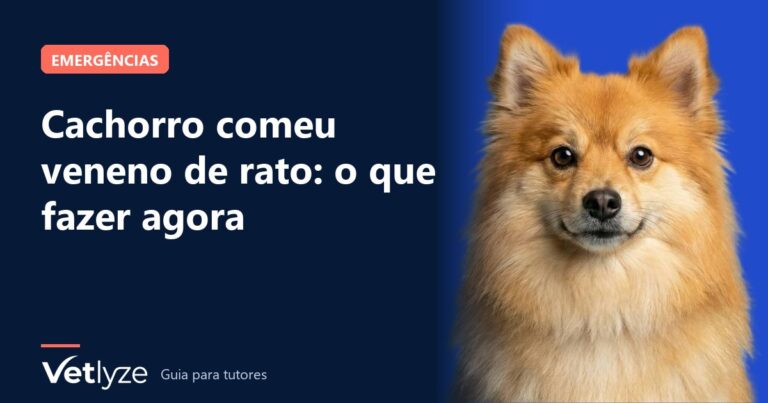 Cachorro comeu veneno de rato: o que fazer agora