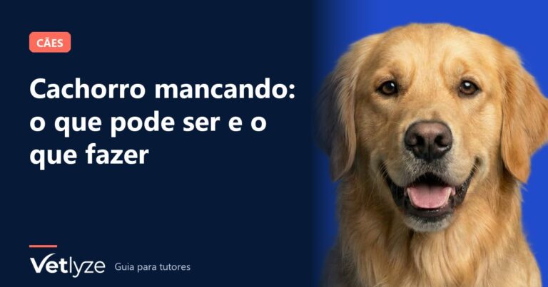 Cachorro mancando: o que pode ser e o que fazer