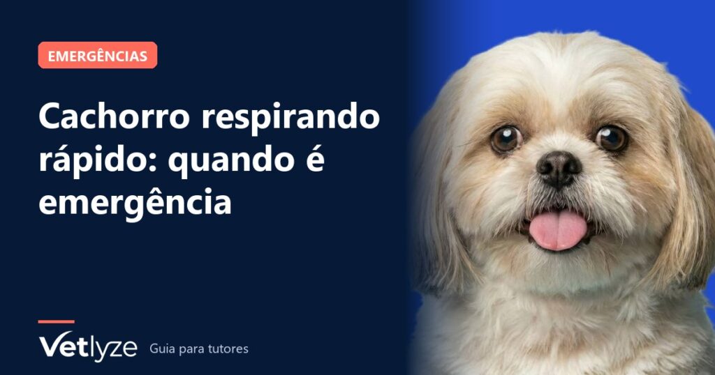 Cachorro respirando rápido: quando é emergência