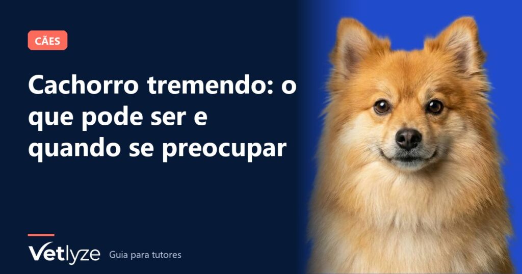 Cachorro tremendo: o que pode ser e quando se preocupar