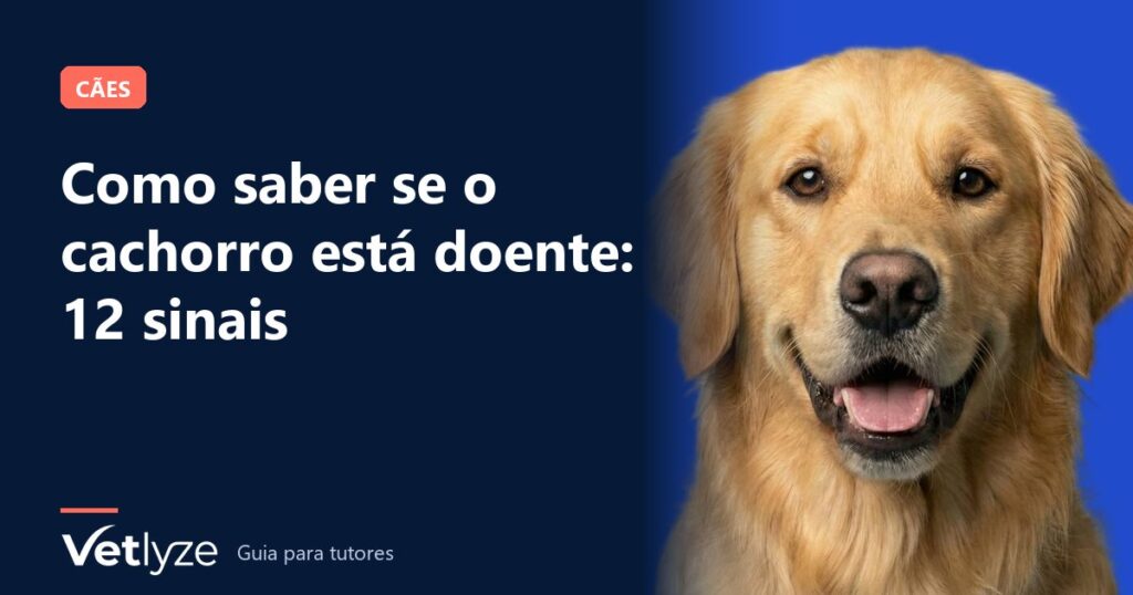 Como saber se o cachorro está doente: 12 sinais