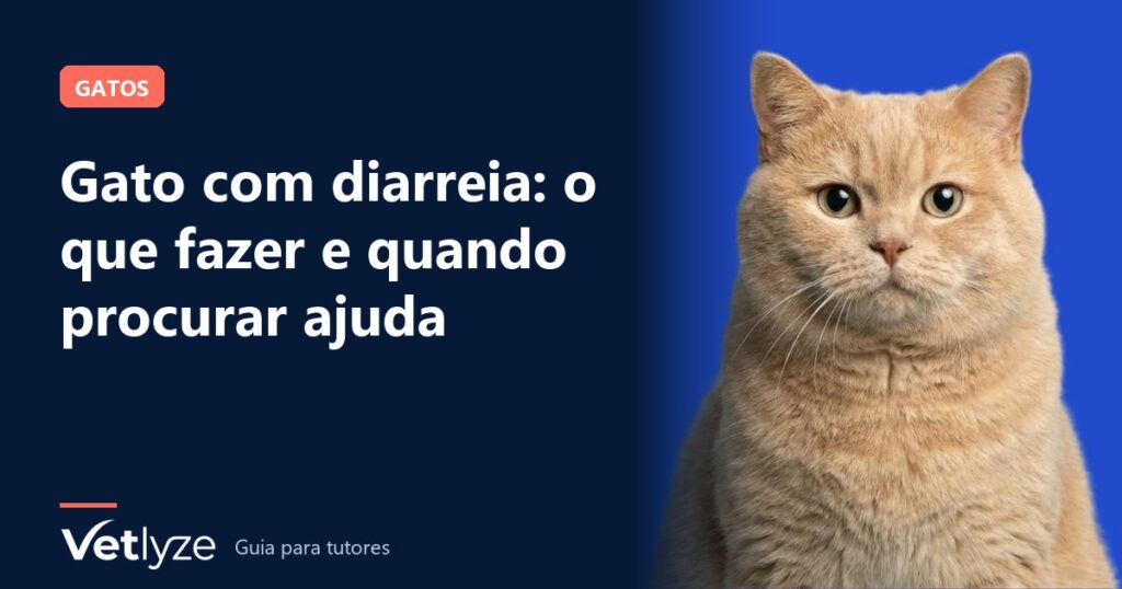 Gato com diarreia: o que fazer e quando procurar ajuda