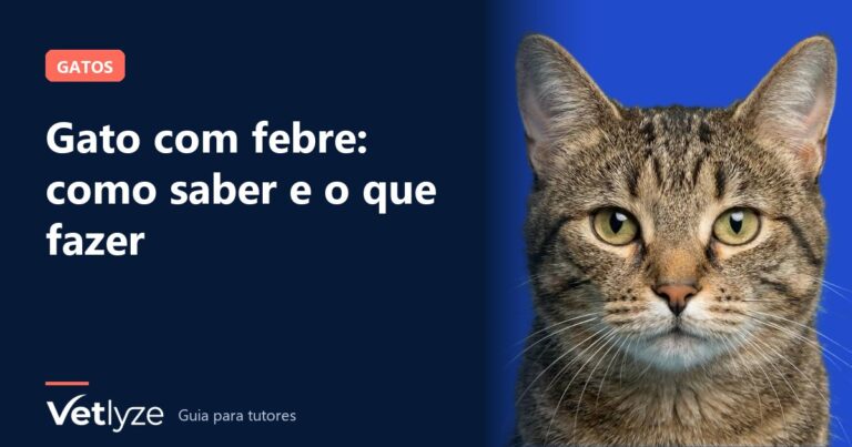 Gato com febre: como saber e o que fazer