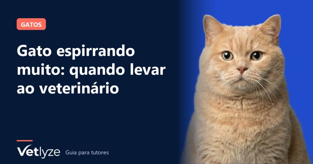 Gato espirrando muito: quando levar ao veterinário