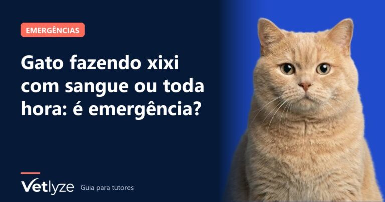 Gato fazendo xixi com sangue ou toda hora