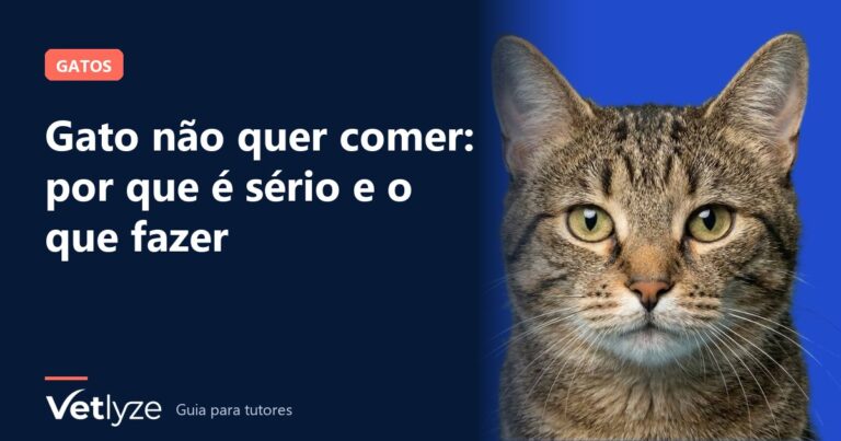 Gato não quer comer: por que é sério e o que fazer