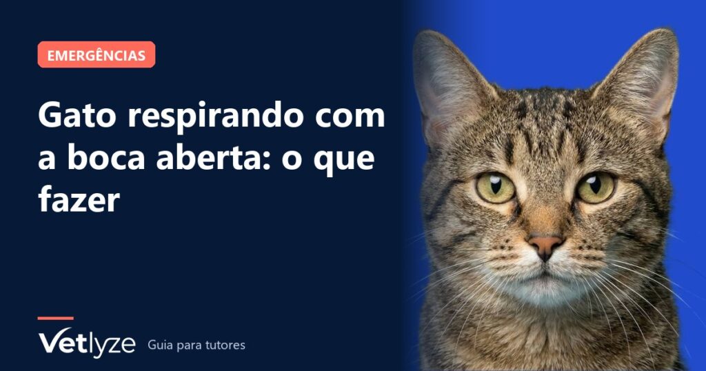 Gato respirando com a boca aberta: o que fazer