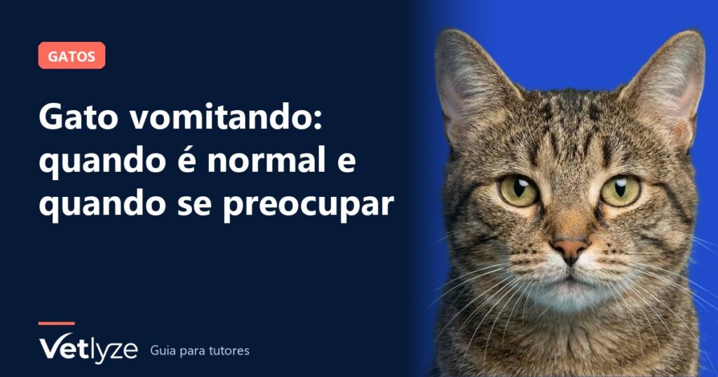 Gato vomitando: quando é normal e quando se preocupar