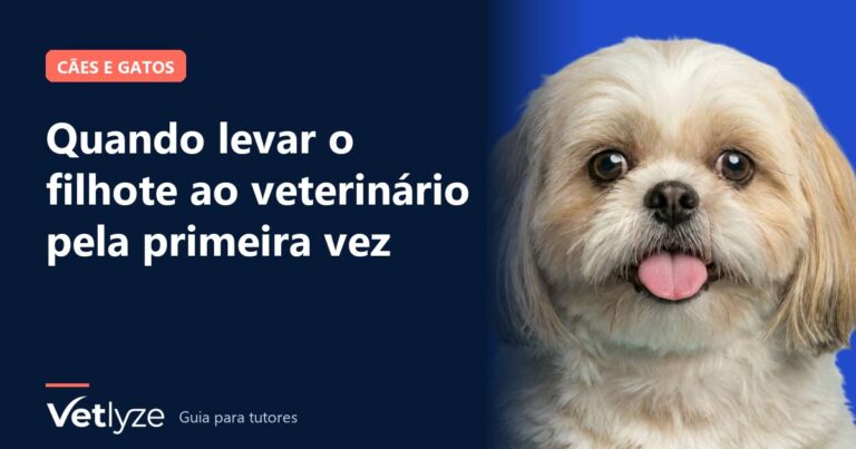 Quando levar o filhote ao veterinário pela primeira vez