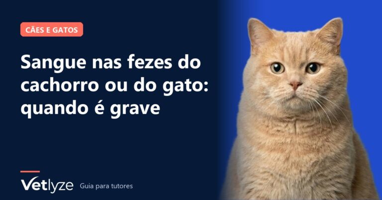 Sangue nas fezes do cachorro ou do gato: quando é grave
