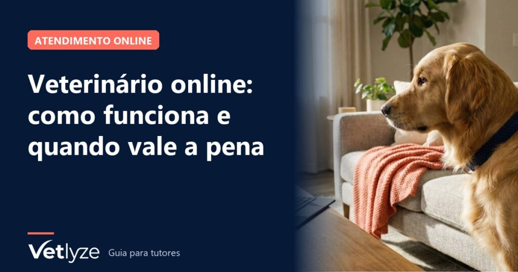 Veterinário online: como funciona e quando vale a pena