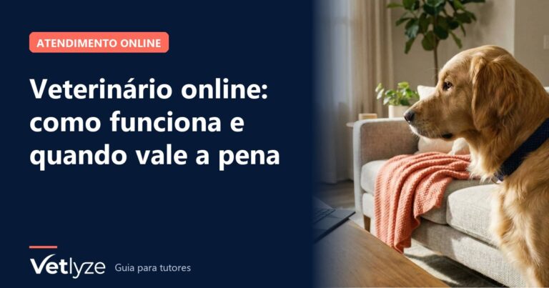 Veterinário online: como funciona e quando vale a pena